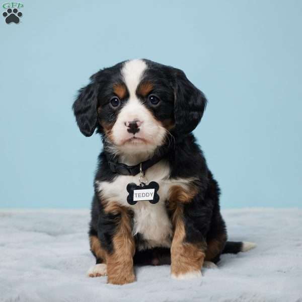 Teddy, Miniature Bernese Mountain Dog Puppy